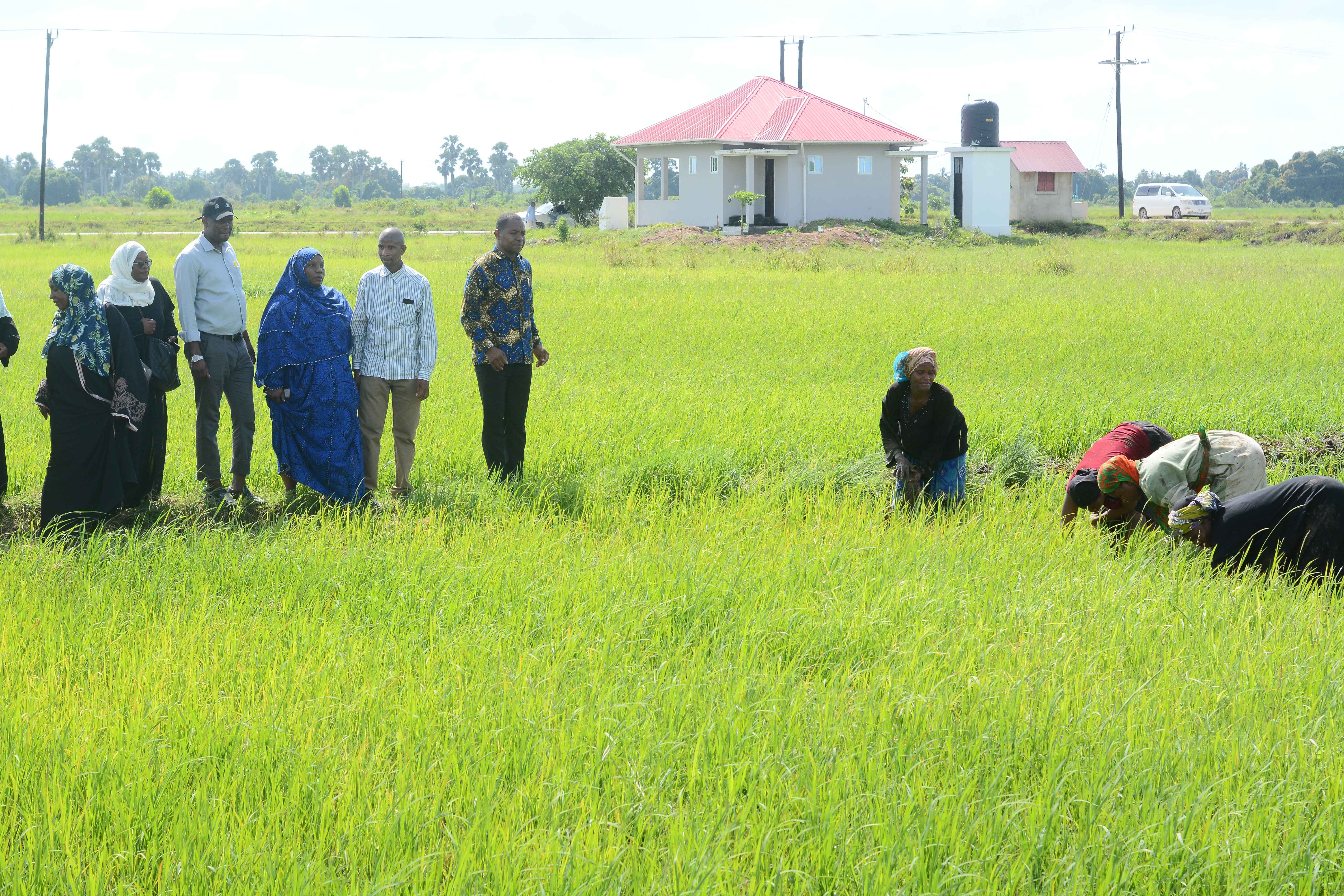 Kaimu Katibu Wizara ya Kilimo Zanzibar, Dkt. Mohamed Dhamir Kombo, Atembelea Mabonde ya Cheju na Kilombero Kukagua Maandalizi ya Kilimo cha Mpunga.