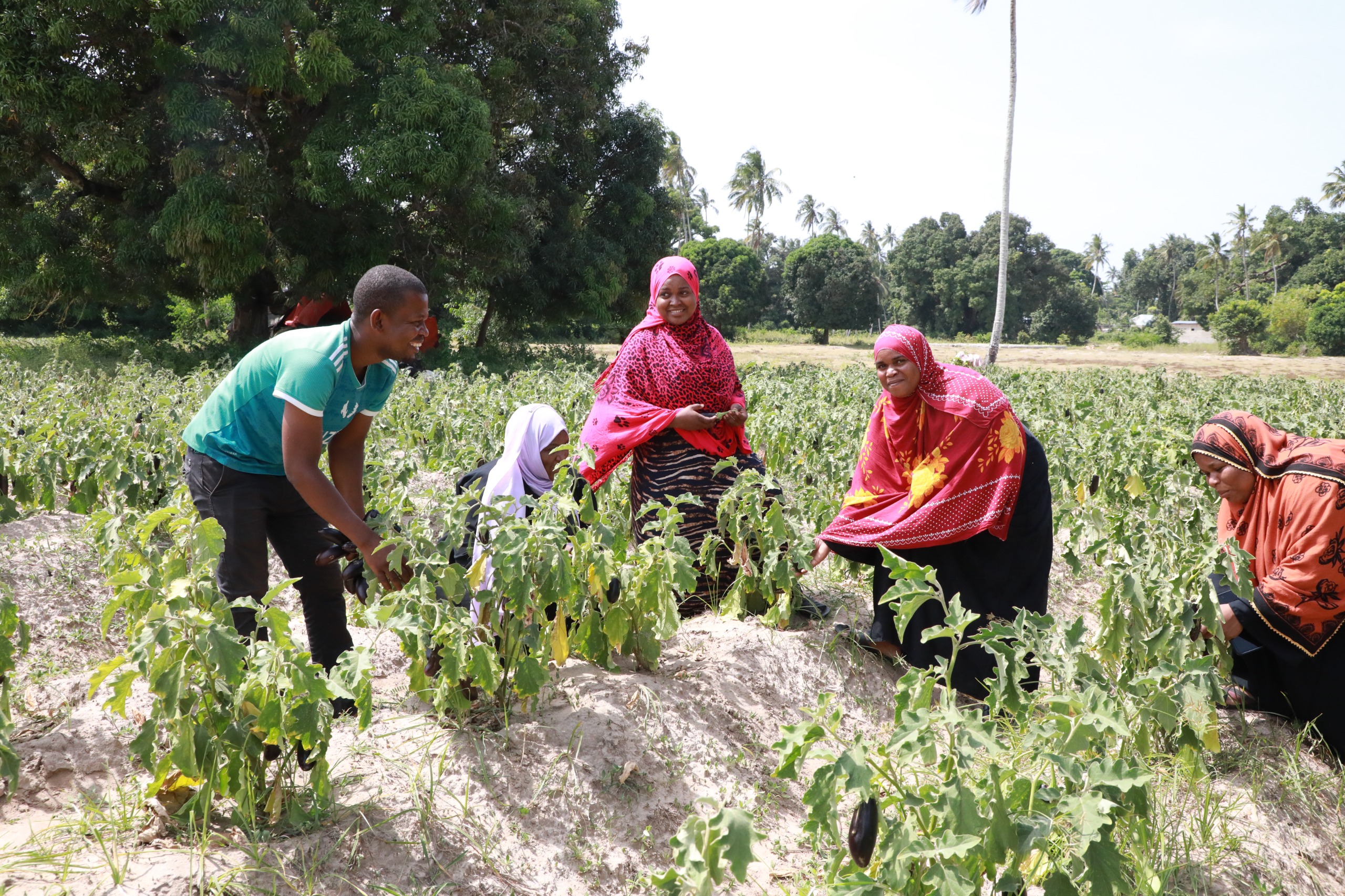Afisa Kiungo wa Vijana TFSRP Zanzibar Atembelea Vikundi vya Vijana Wakulima Mkoa wa Kaskazini