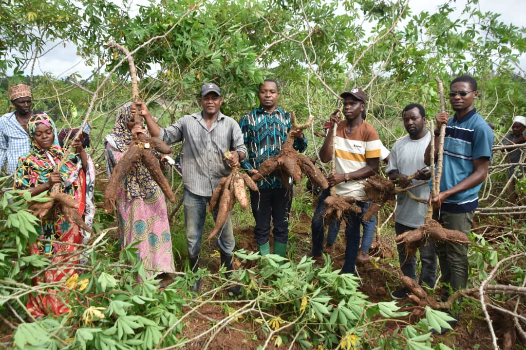  MKURUGENZI MKUU WA TASISI YA UTAFITI WA KILIMO ZANZIBAR. (ZARI) DKT. MOHAMED DHAMIR KOMBO AKISHIRIKI PAMOJA NA WAKULIMA KATIKA UVUNAJI WA MIHOGO AMBAYO INASTAHAMILI MASHAMBULIZI YA MARADHI AINA BATOBATO (CASSAVA MOSAIC DISEASE) NA MICHIRIZI YA KAHAWIYA (CASSAVA BROURN STREAK DISEASE).
              